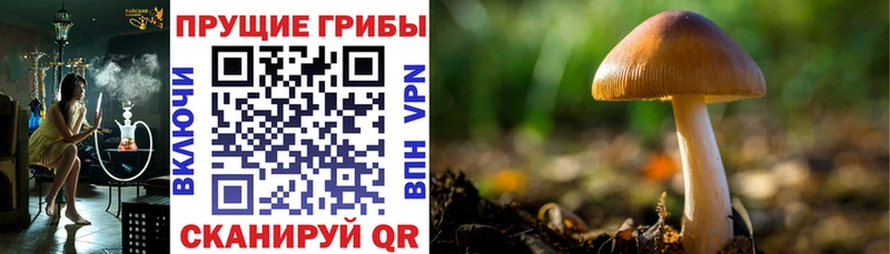kraken tor  площадка телеграм  Петухово  Псилоцибиновые грибы MAGIC MUSHROOMS  как найти  